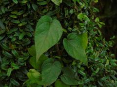 Ficus villosa