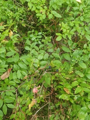 Vaccinium myrtillus