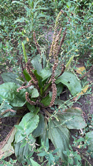 Plantago major