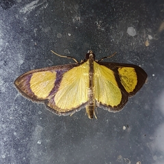 Phostria delilalis