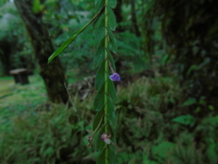 Appendicula ramosa