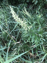 Artemisia serrata