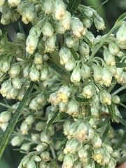 Artemisia serrata