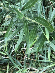 Artemisia serrata