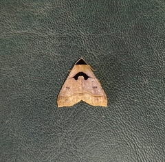 Anoba trigonoides