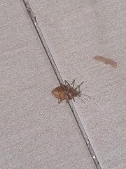 Apodiphus integriceps