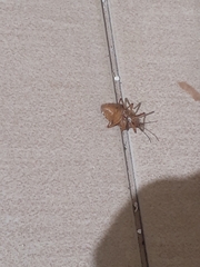 Apodiphus integriceps