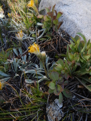 Raillardella argentea