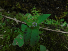 Persicaria nepalensis