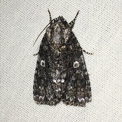 Acronicta afflicta