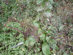Rumex obtusifolius obtusifolius