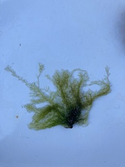 Cladophora rupestris