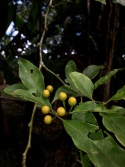 Lycianthes nitida