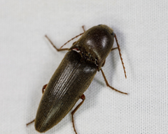 Diplostethus texanus