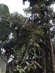 Lycianthes nitida