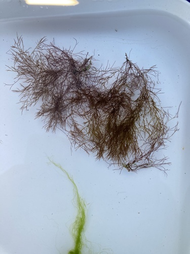 Ceramium deslongchampsii observed 2022-08-15