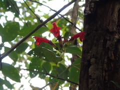 Aeschynanthus radicans