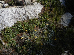 Raillardella argentea