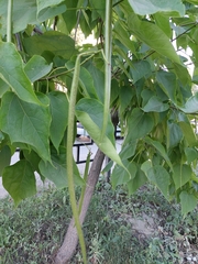 Catalpa