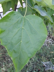 Catalpa