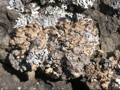 Punctelia stictica