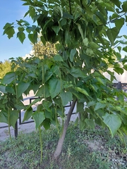 Catalpa