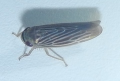 Chlorotettix necopinus