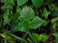 Cryptotaenia japonica