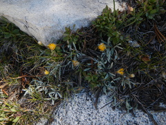 Raillardella argentea