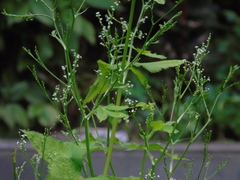 Cryptotaenia japonica