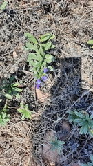 Echium rosulatum davaei