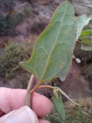 Atriplex prostrata