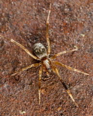 Phrurolithidae