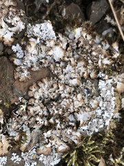 Punctelia stictica