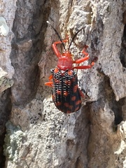 Sceloenopla maculata