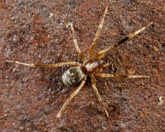 Phrurolithidae