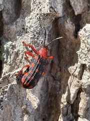 Sceloenopla maculata