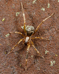 Phrurolithidae