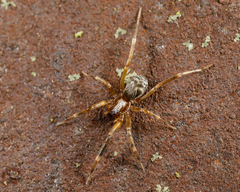 Phrurolithidae