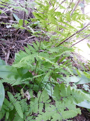 Gymnocarpium dryopteris
