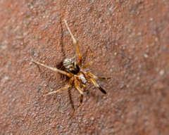 Phrurolithidae