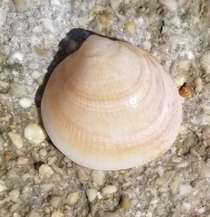 Glycymeris nummaria