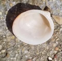 Glycymeris nummaria