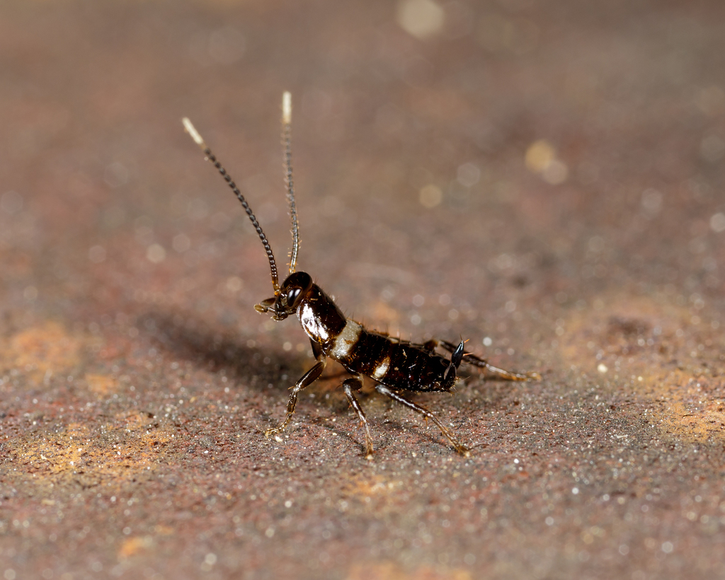 Smoky brown cockroach (Periplaneta fuliginosa)