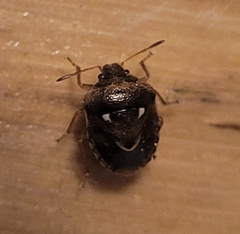 Stagonomus bipunctatus