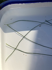 Chaetomorpha melagonium