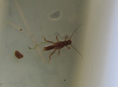 Aphanicercella clavata