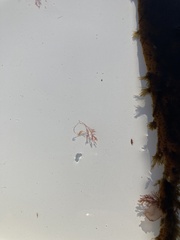 Antithamnionella floccosa