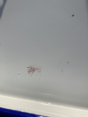 Antithamnionella floccosa