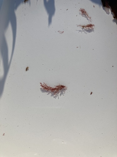 Polysiphonia stricta observed 2022-08-15